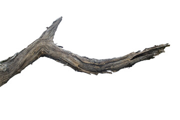 Dead branches of a tree, Dry tree branch, Dry branches with cracked dark bark Isolated on white background.