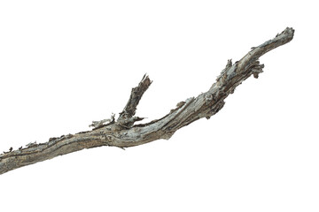 Dead branches of a tree, Dry tree branch, Dry branches with cracked dark bark Isolated on white background.