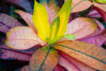 Exotic Croton Plant Showcasing Multicoloured Leaf Palette. Macro View of Garden Croton's Striking Variegated Foliage in Brilliant Shades © Aimur
