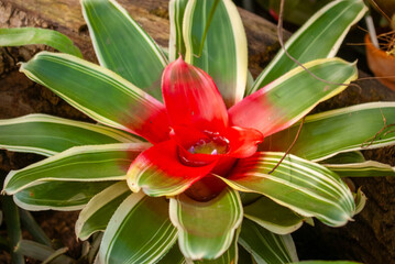 Vibrant Red Bromeliad Flower in Bloom. Exotic Tropical Plant with Striking Green and Yellow Striped Leaves