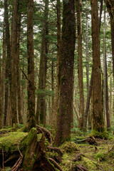 Obraz premium 神秘的な森／長野県 