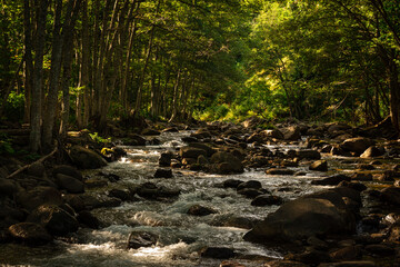 秋の斜光が射す沢／長野県
