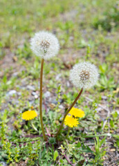 タンポポの綿毛１