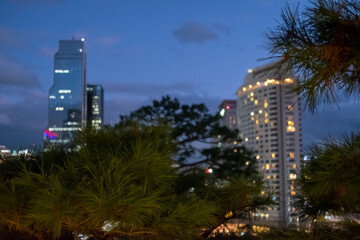 Pine tree branch with blurred background of high-rise buildings at night, in Seoul