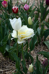 Bright white tulip in a sunny meadow with blurry background