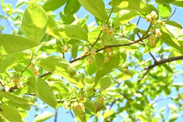 Persimmon growth. Ebenaceae deciduous fruit tree. Persimmons bloom in early summer and ripen to orange in autumn, becoming edible.
