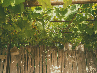 Obraz premium Old abandoned vineyard in the village