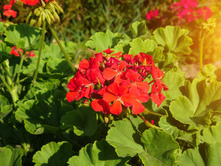 Fototapeta premium Red geranium flower close up