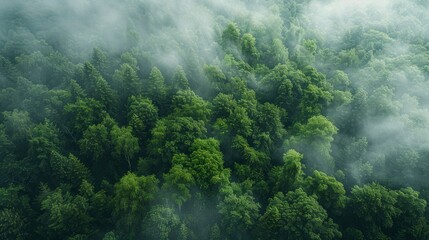 Aerial View Of Mixed Forest With Green Deciduous Trees And Mist Clouds, Illustrating A Rich Ecosystem