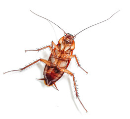 Cockroach pose isolated on white background. Close up of dead cockroach image.