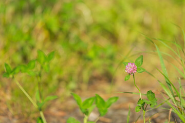 アカツメクサ（赤詰草、マメ科）
