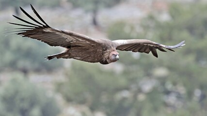 Griffon Vulture - Gyps fulvus, Crete