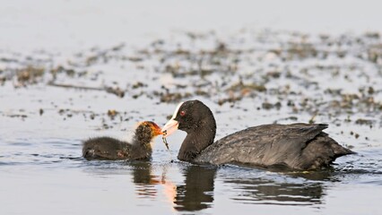 Coot (Fulica atra), Crete, Greece