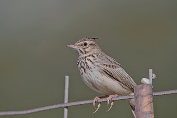 Crested Lark - Galerida cristata, Crete