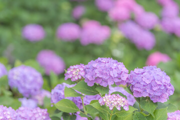 幸手権現堂紫の紫陽花／埼玉県
