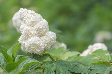 幸手権現堂白い紫陽花／埼玉県
