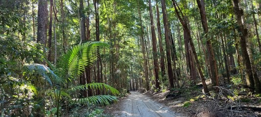 Fraser Island, Australien – Die größte Sandinsel der Welt mit Regenwald, kristallklaren Seen...
