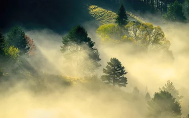 Fototapete Rund Beautiful foggy morning over the autumn hills © Piotr Krzeslak