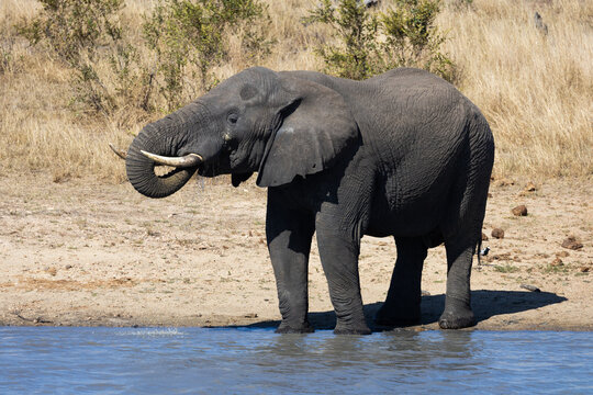 a big African elephant bull drinking water