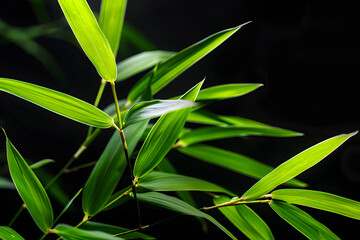 Naklejka premium green bamboo leaves on black background