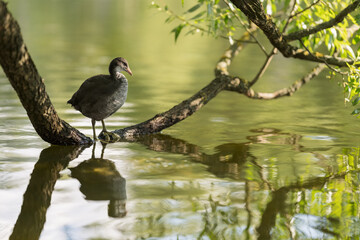 Young coot bird on a tree branch in water
