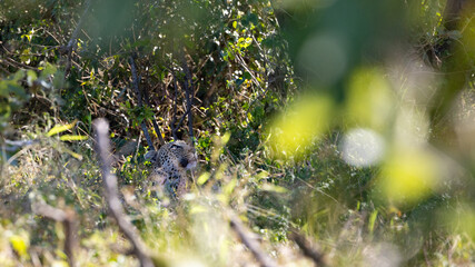 a well camouflaged leopardess