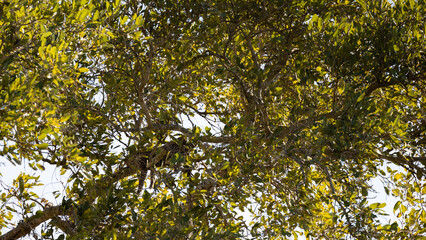 a tiny leopard cub in a tree