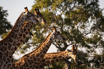 a tower of giraffes together