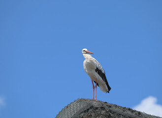 Stork Colony in Village of Bergenhusen,Schleswig-Holstein,Germany