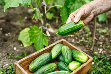 Picking fresh cucumbers from organic garden. Vegetable harvest