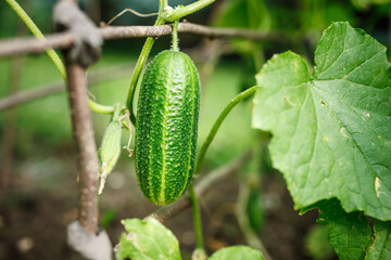 Obraz premium Cucumber in organic garden. Growing vegetable plant in farm