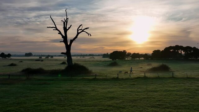Woman walking dogs towards large dead tree with sunrising in background