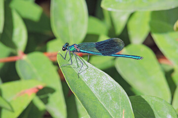 une demoiselle bleue posée sur la feuille