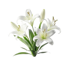 Fototapeta premium White lily flower isolate on transparent png.