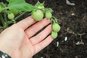 Close up of a hand holding young green unripe tomatoes growing in a greenhouse garden, blurred soil background