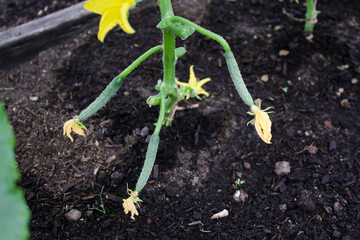 Close up of a blooming cucumber seedling plants growing in soil in a green house, agriculture concept