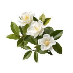 Obraz premium Jasmine flower isolate on transparent png. 