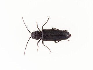 Burnt pine longhorn. Arhopalus ferus