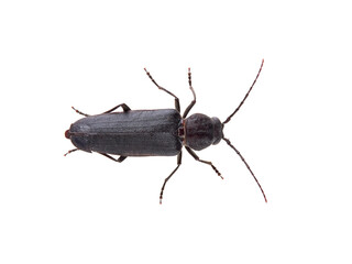 Burnt pine longhorn. Arhopalus ferus