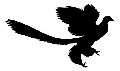 silhouette of a feathered dinosaur on a white background