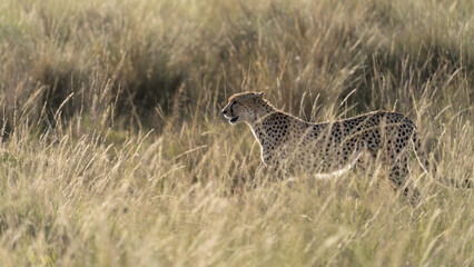 cheetah in kenya