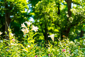 flowers in the garden