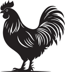 Rooster isolated on white background