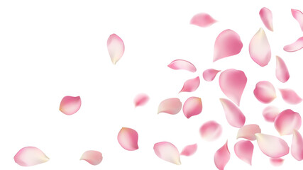 Rose petals or sakura flying petals, romantic background with realistic pink cherry flower petals flow or falling motion. Love, romance, floral spring season,cherry blossom