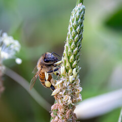 bee on a flower