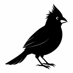 Cardinal silhouette on white background