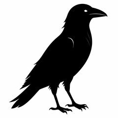 black crow silhouette  on white background