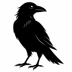 black crow silhouette  on white background