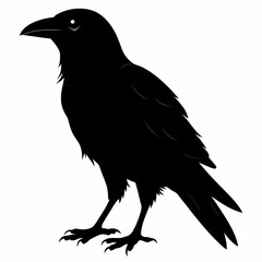 black crow silhouette  on white background