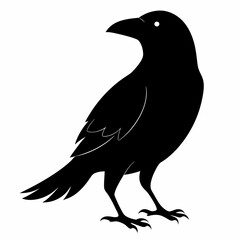 black crow silhouette  on white background